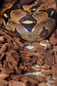 boa snake in zoo