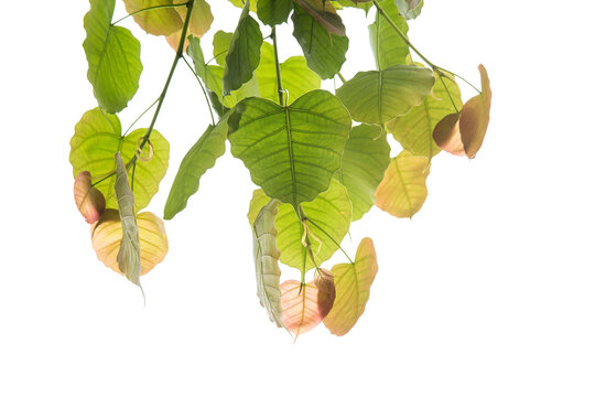 Bodhi or Peepal Leaf from the Bodhi tree, Sacred Tree for Hindus and Buddhist.On white background,Used for graphics or advertising work.