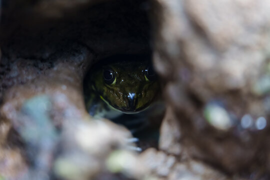 frog hiding in hole in zoo