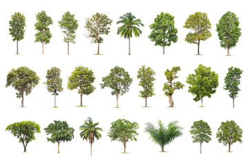 Isolated big tree on white background ,The collection of trees. Large trees database Botanical garden organization elements of Asian nature in Thailand,