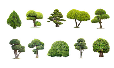 Tako trees bending. Isolated tree on white background , The collection of trees.Tree database Botanical garden organization elements of nature in Thailand,