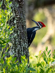 pileated woodpecker perched on a tree
