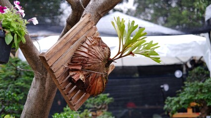 Platycerium ridleyi is a species of Plantae belonging to the family Tracheophyta,  Platycerium ridleyi belongs to the genus Platycerium, and the family Polypodiaceae