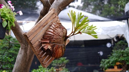 Platycerium ridleyi is a species of Plantae belonging to the family Tracheophyta,  Platycerium ridleyi belongs to the genus Platycerium, and the family Polypodiaceae