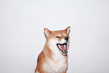 Emotional portrait of a laughing dog