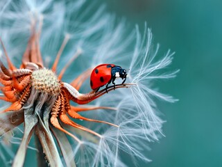 Close-up Of Ladybug On Flower - obrazy, fototapety, plakaty