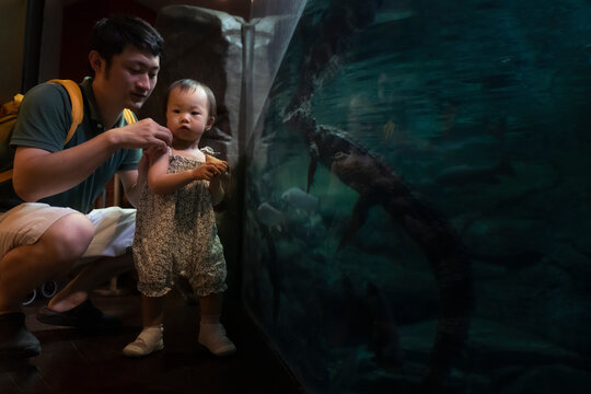 Asian baby visiting the aquarium with father