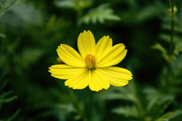Obraz premium A single yellow daisy