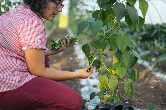 Farmer collecting green beans in the greenhouse