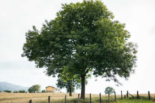 Big and leafy tree in the field