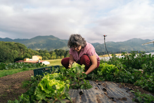 Farmer woman working
