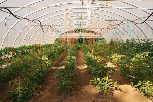 Tomato plants in an ecological greenhouse 