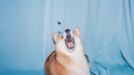 Dog trying to catch flying food