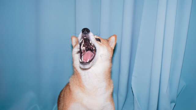 Dog with open mouth
