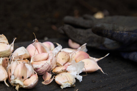Garlic cloves for planting