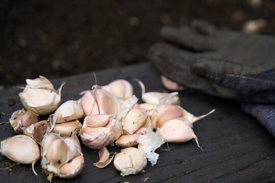 Selected garlic cloves for planting