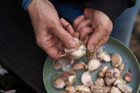 Gardener holding garlic