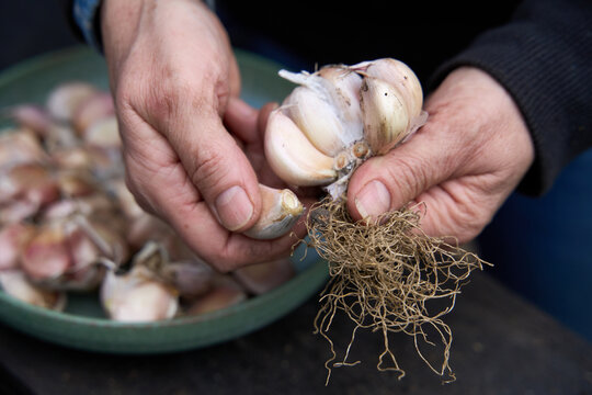 Gardener separating garlic bulb
