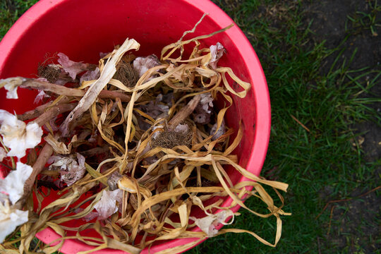 Bucket of garlic bulbs for replanting