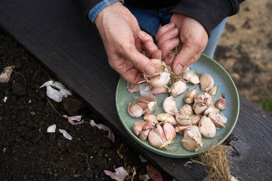Gardner sorting garlic cloves