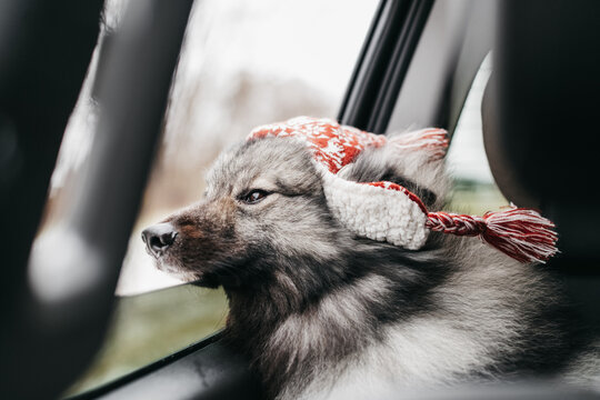 Dog Riding in a car.