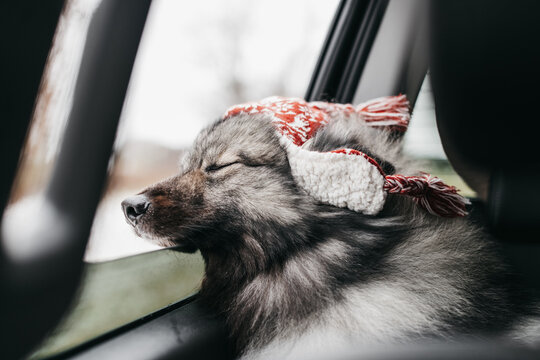 Dog Riding in a car.