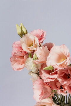Lisianthus