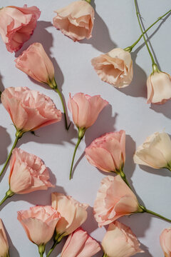Lisianthus