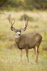 Naklejka na ściany i meble Large Mule Deer buck in a meadow during he autumn deer hunting season