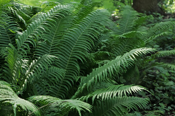 Beautiful fern with lush green leaves growing outdoors