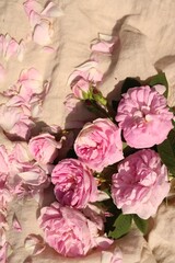 Beautiful tea roses and petals on beige fabric, above view