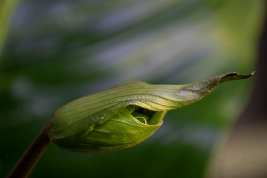 Tacca Chantrieri