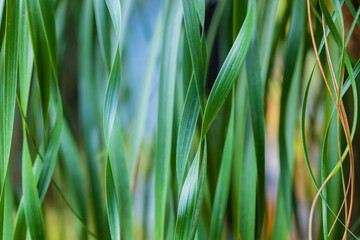 Obraz premium Detail of swirly leaves with light blue glow