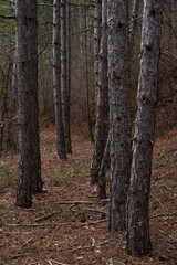 Fototapeta premium autumn forest of pine trees, fall leaves, landscape