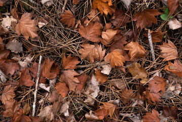 Autumn background with golden fall leafs in the forest