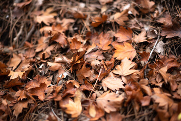 Autumn background with golden fall leafs in the forest