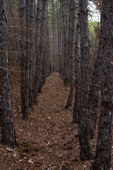 autumn forest of pine trees, fall leaves, landscape