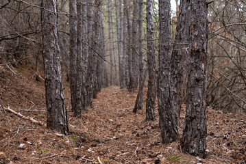 autumn forest of pine trees, fall leaves, landscape