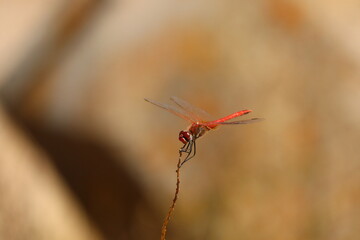 Macro Dragonfly in France