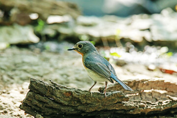 Tickell's Blue Flycatcher  on ground