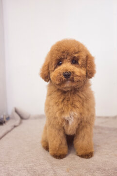 Very curly oodle designer cross breed puppy