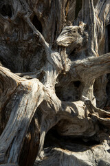 Fototapeta na wymiar Driftwood tree on beach