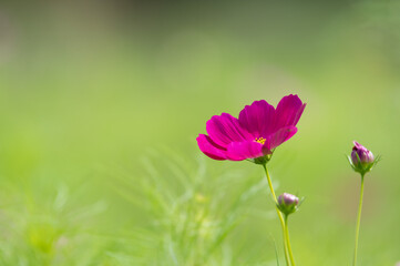 Fototapeta premium コスモスの接写