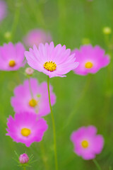 コスモスの接写