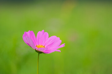 コスモスの接写