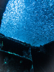 Silversides schooling above the hatch of the wreck of the Mr. Bud in the Carribbean Sea, Roatan, Honduras