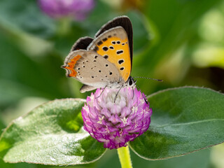Japanese copper butterfly on Amaranth Flower