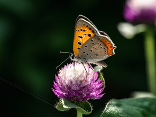 Japanese copper butterfly on Amaranth Flower