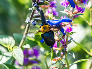 Japanese carpenter bee on blue sage flowers