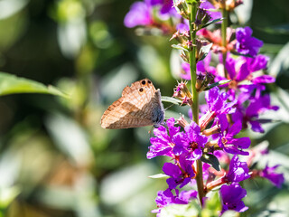 Small Pea Blue Butterfly on flowers 3 © Hanstography